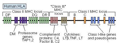20 MHC Alleles HLA region is highly polymorphic Every human has two copies of each of the three class I and the three class II genes Hence, every individual