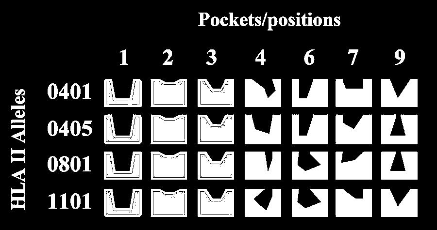 Pockets 4, 6, 7, and 9 are polymorphic