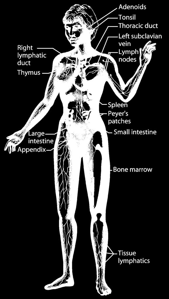 Organs of the Immune