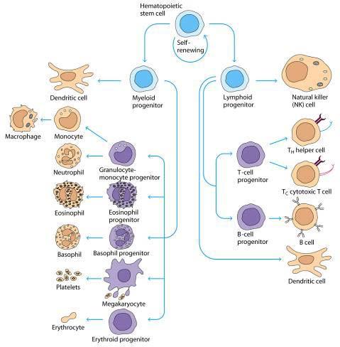 Hematopoiesis All blood cells arise from hematopoietic stem cells (HSCs) HSCs are pluripotent stem cells