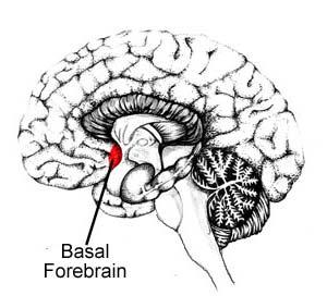 5 of 9 3/7/2012 11:43 AM Limbic System Basal Forebrain: distributes Acetylcholine & GABA widely throughout the brain.