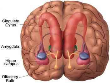 Questions About the Subcortical Regions: 1. 2.