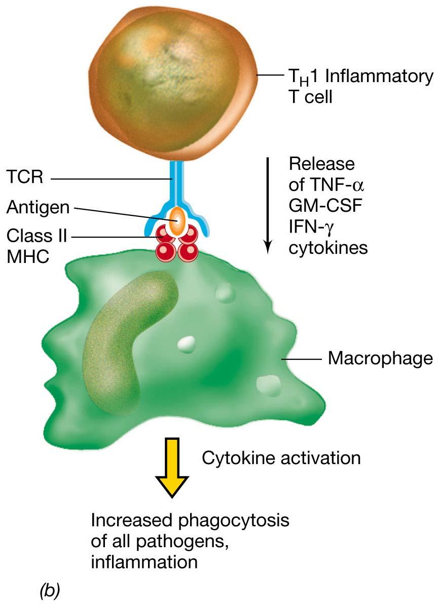 T-inflammatory cells, or T H 1cells, are activated by antigens presented on macrophages in the context of MHC II protein.