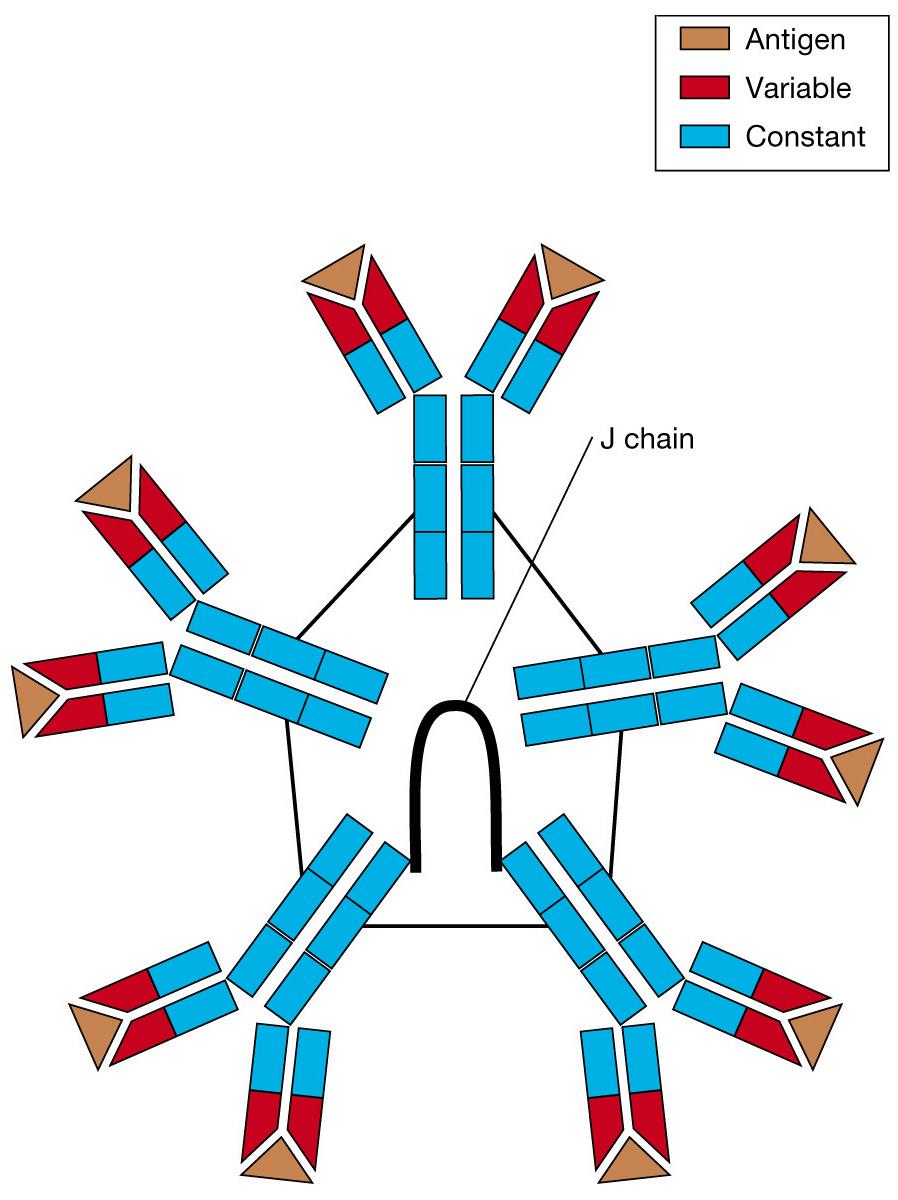 Immunoglobulin M (IgM) is found in serum as a pentameric protein consisting of five
