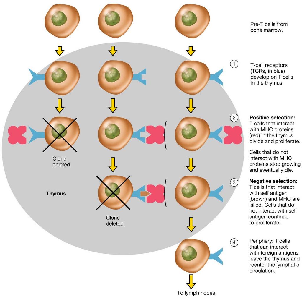 T-cell selection and clonal deletion.