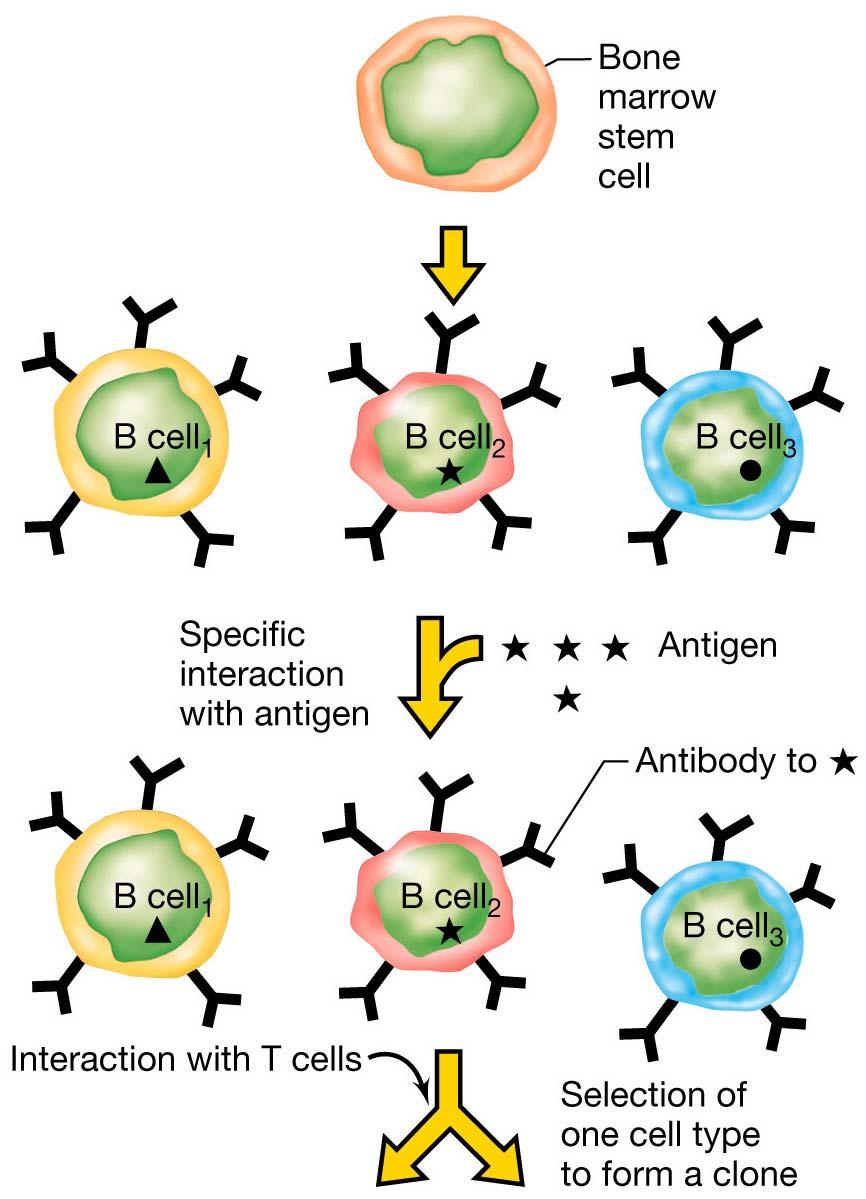 Individual B cells, specific for a single antigen, proliferate and expand to form a clone after interaction with the specific antigen.