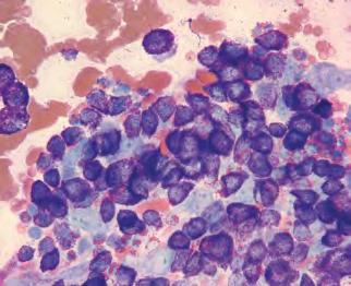 metachromatic granules Nucleus: Round and centrally placed; often chromatin pattern and nucleoli cannot be fully evaluated due to intense granulation eosinophils often seen in dogs; less frequently