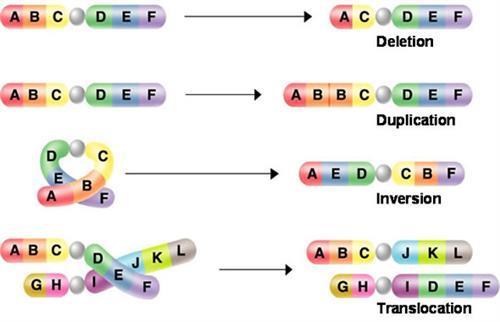 Mistakes during Meiosis Chromosome Mutations Breakage of a chromosome caused by errors in cell division or damaging agents such as radiation.