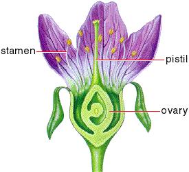 Mendel s Pea Plant Experiments Pollen produced by the stamen, contains the sperm