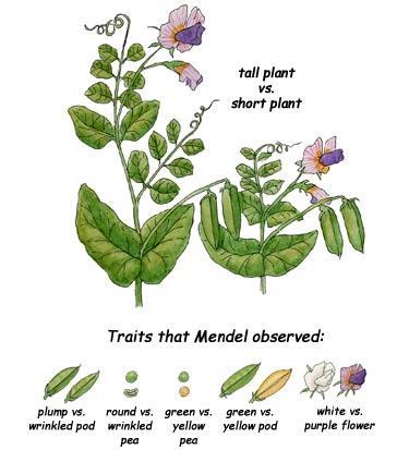 Mendel studied 7 traits in pea plants by: 1. Allowing plants to self-pollinate for many generations to create a pure strain (homozygous) 2.