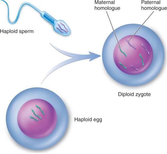 FERTILIZATION: Male & female reproductive cells (GAMETES) fuse