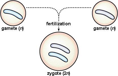 Gametes: Have 1 copy of each chromosome or gene Haploid, n Zygotes: Have 2