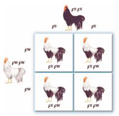 Co-dominant Alleles: Both alleles contribute to the phenotype In some chickens neither black nor white feathers is