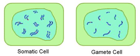 Somatic Cells: a.