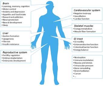 Internal signaling/control/feedback system made up of endocannabinoids +