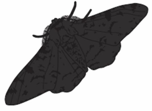 Question: 3 A scientist studies peppered moths. Peppered moths breed together to produce fertile offspring.