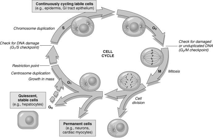 The Cell Cycle and