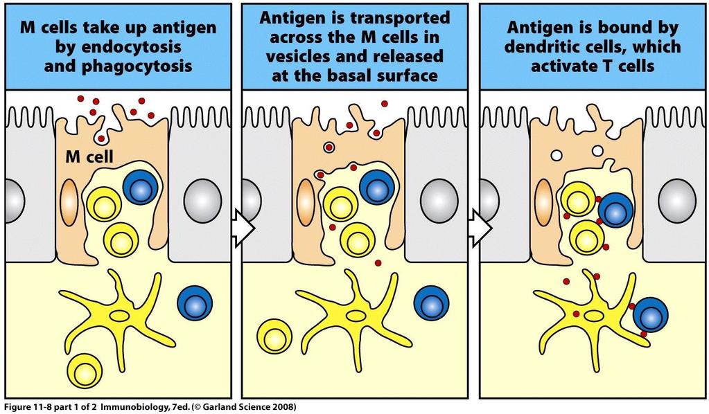Antigen in the Lumen of the Intestine