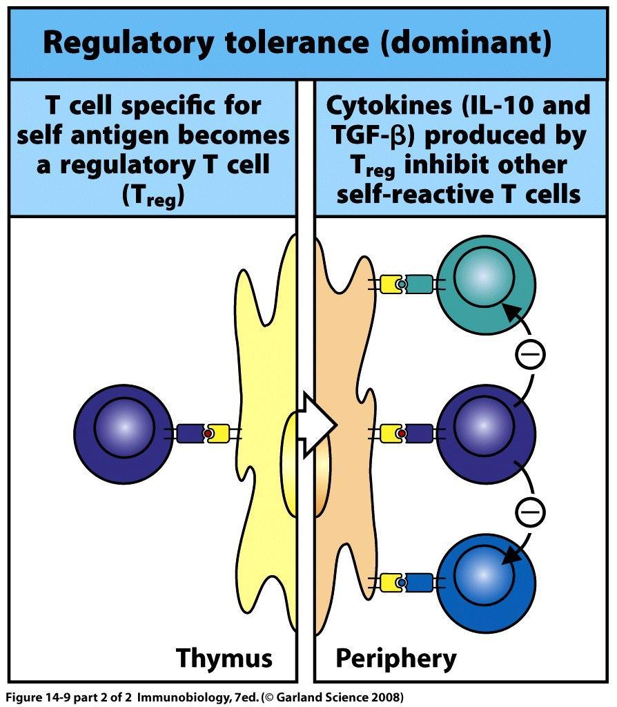 Tolerance by Regulatory T cells (Treg)
