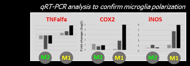 qrt-pcr analysis to confirm microglia