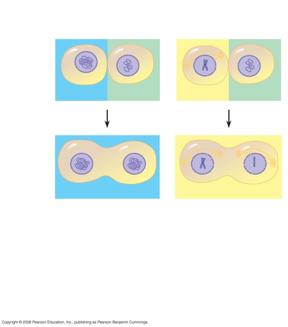 EXPERIMENT Experiment 1 Experiment 2 S G 1 M G 1 RESULTS S S M M When a cell in the S phase was fused with a cell in G 1, the G 1 nucleus immediately entered the S phase DNA was synthesized.