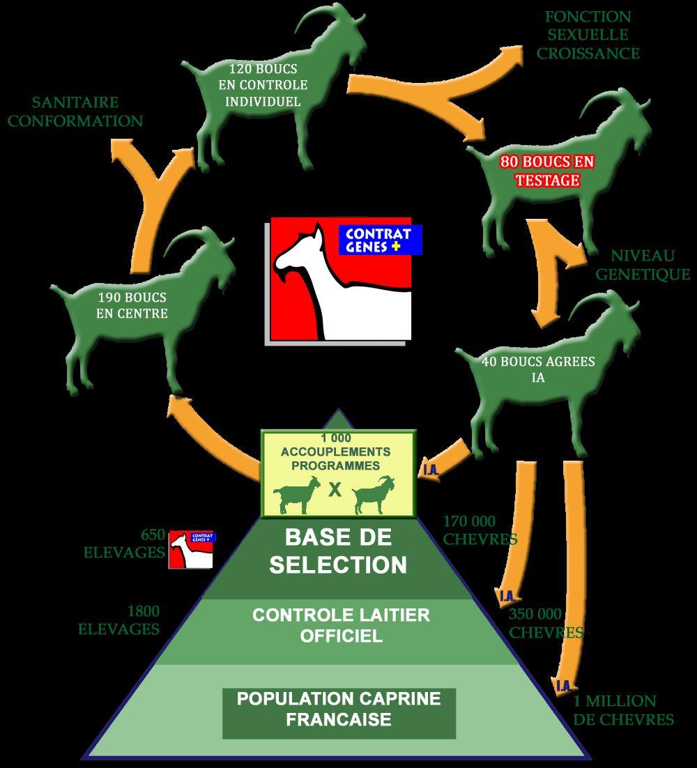 Breeding scheme and selection objectives for Alpine and Saanen Breeds selected dairy traits : 1. Protein yield 2.