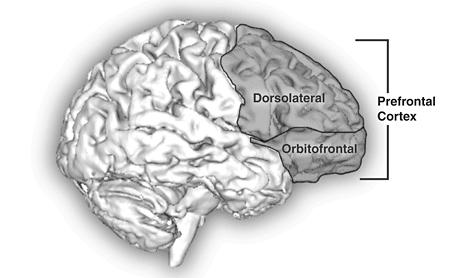 72 22 Anterior cingulate cortex Control of day-to-day mood, volition, and making choices
