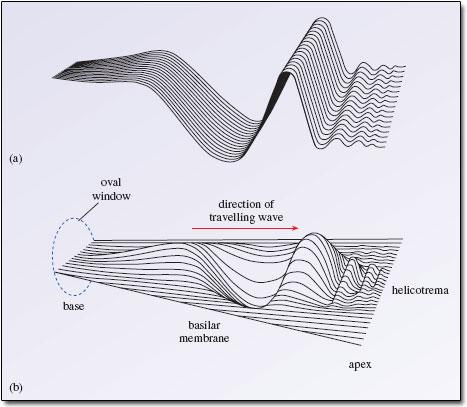 Inner Ear : the Cochlea The response of the BM to a sinusoidal input is like a traveling wave, starting from the base to the apex. There is no reflection at the apex (no standing wave phenomena).