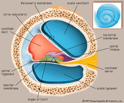 Inner Ear : the Cochlea Cochlea: fluid filled.