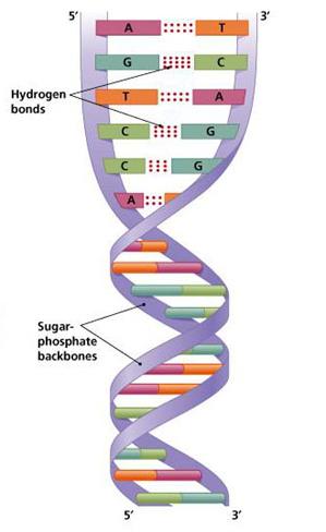 Genes Double-stranded molecules of DNA Four types of nucleotide base - Adenine,