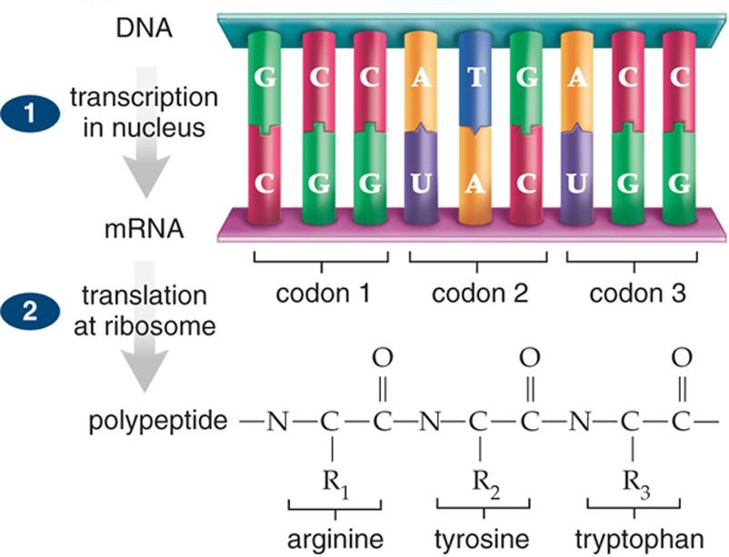 DNA codons are the code for each