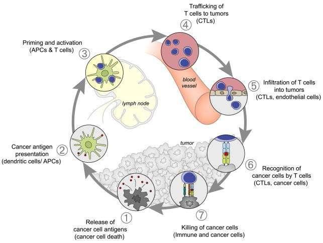 The cancer-immunity cycle Chen D, Mellman I.
