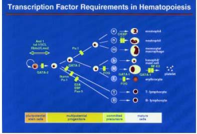 Regulators of stem cell functions and