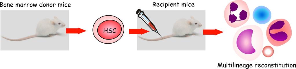 Haematopoietic stem cells (HSCs) - in vivo study Ability to stably reconstitute mouse haematopoiesis after lethal irradiation (Purton & Scadden