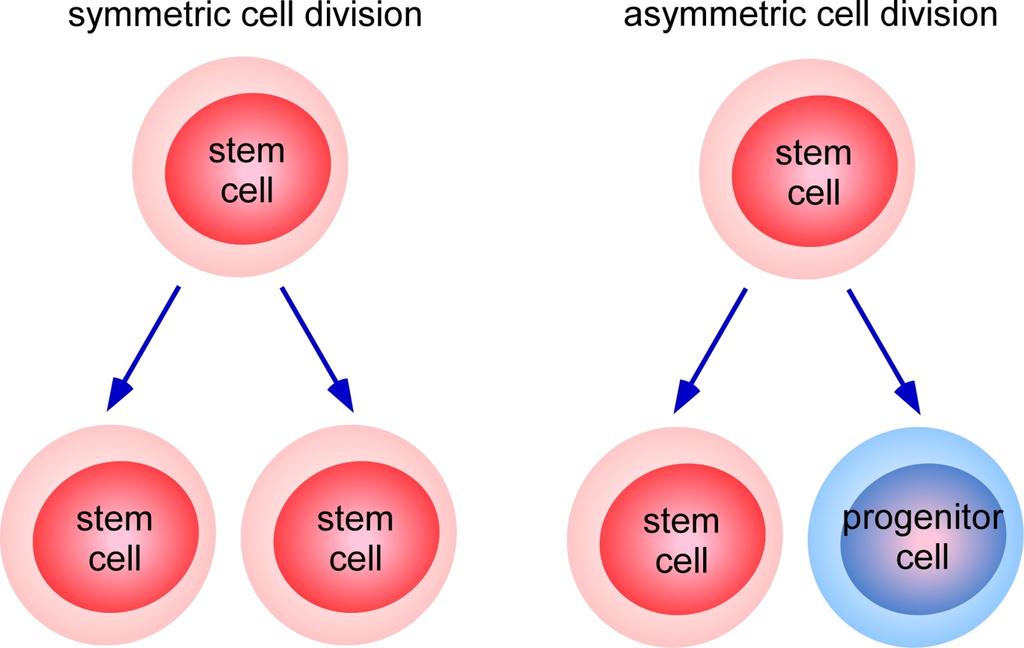 What is haematopoietic stem cell (HSC) self-renewal?