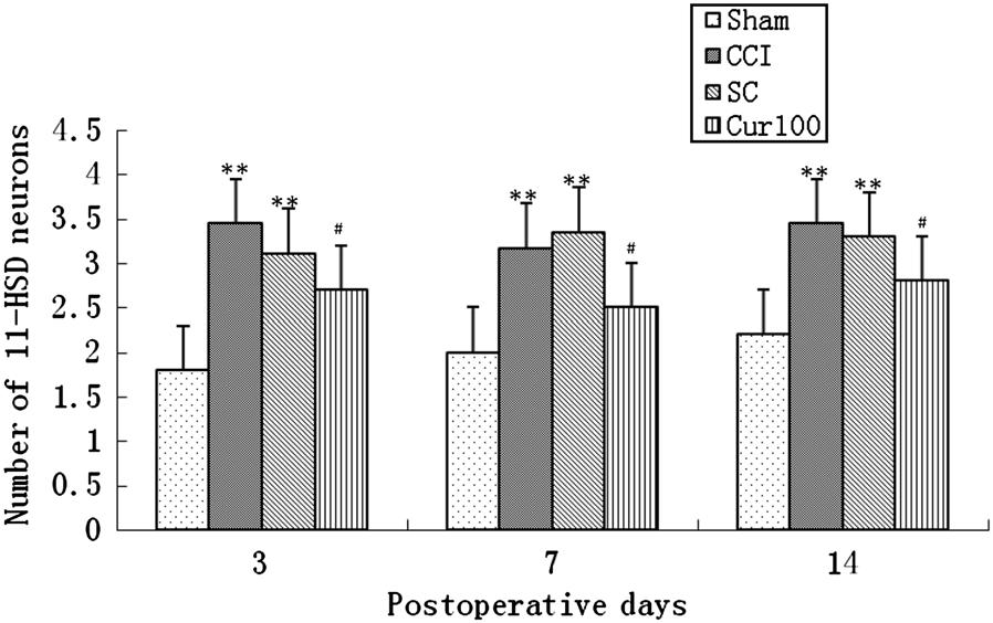 5 Effect of curcumin on the expression of 11bHSD 1 in spinal dorsal horn after CCI operation (mean ± SD, n = 6). **P\0.01 vs. sham group; # P\0.05 vs. CCI group.