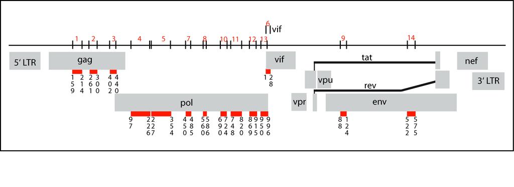 HIVconsv - Immunogen based on conserved regions of the HIV-1 proteome Gene of 2.