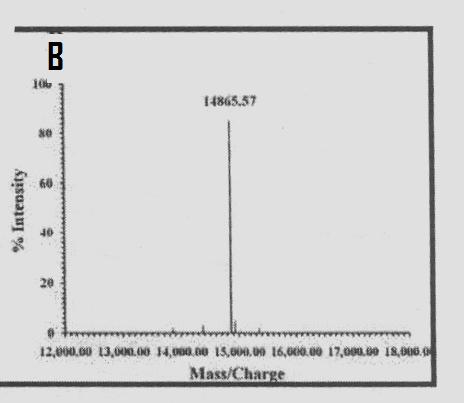 An antifungal followed by its dilution using mobile phase, Methanol & water (1:1, v/v) as a solvent for dilution of the extract, used protein was separated, and purified using in RP-HPLC.
