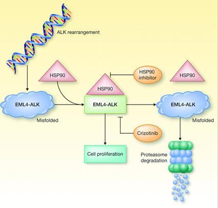Fusion Gene mrna Transcript Translation ALK PROTEIN Biologic Activity Oncogenesis Drug Target Sahu