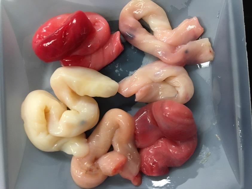 Umbilical cord tissue Forms ~5 th week of gestation. Grows with fetus throughout pregnancy (non-linear process). Easy to collect at time of birth.