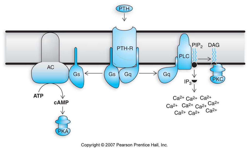 1) PTH 6. Hormone Mechanisms of Action in Calcium Homeostasis Fig. 9-10: Cell-surface receptors for PTH are coupled to two classes of G proteins.