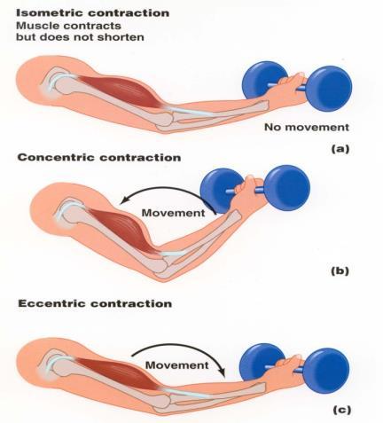 Define the following terms and give sporting examples of each: ISOMETRIC: ISOTONIC contractions refer to when a muscle is