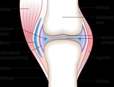 Activity 3: Using the internet, textbooks, complete the table below: Common features of a synovial joint Ligament Structure (describe what it is) A tough band of slightly