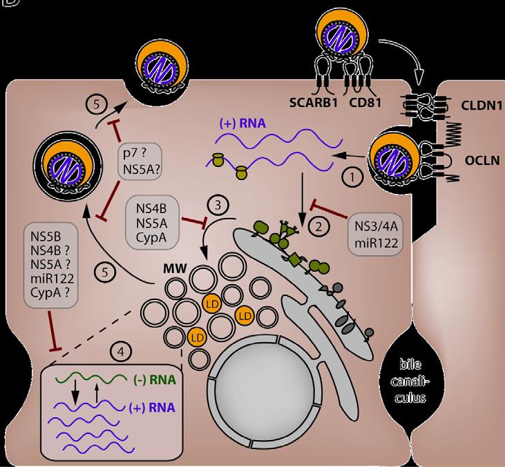 HCV replication cycle 1. entry 2.