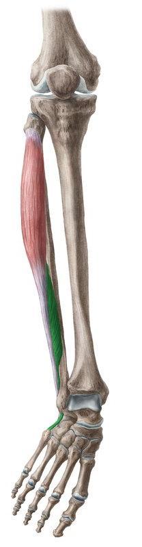 Identify the muscles,