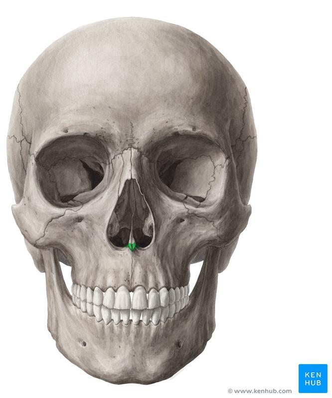 Frontal bone Nasal bone Maxilla Zygomatic bone Mandible Supraorbital foramen Infraorbital