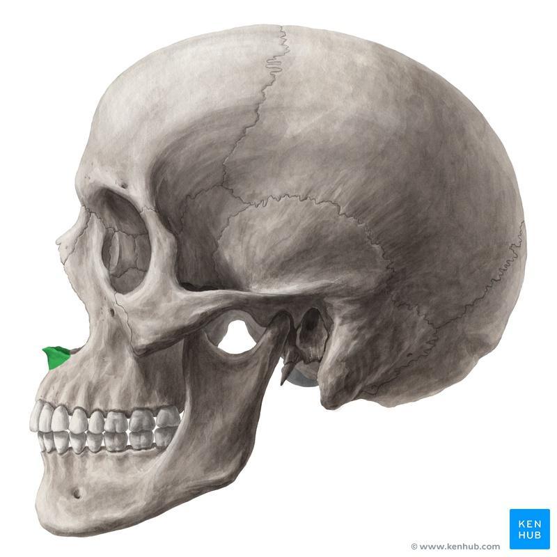Frontal bone Nasal bone Maxilla Zygomatic bone Mandible Parietal bone Occipital bone Temporal bone Sphenoid bone (greater wing) Zygomaticofacial