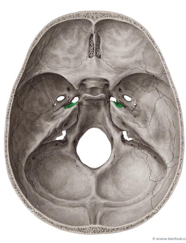 Cribriform plate of the ethmoid Frontal crest Crista galli Lesser wing of sphenoid Anterior clinoid process Body of sphenoid Foramen magnum Greater wing of the sphenoid Petrous part of the temporal