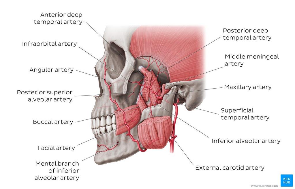 External carotid artery, Facial artery, Maxillary