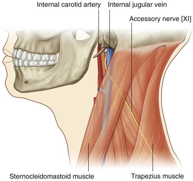 Common carotid artery External carotid artery Internal